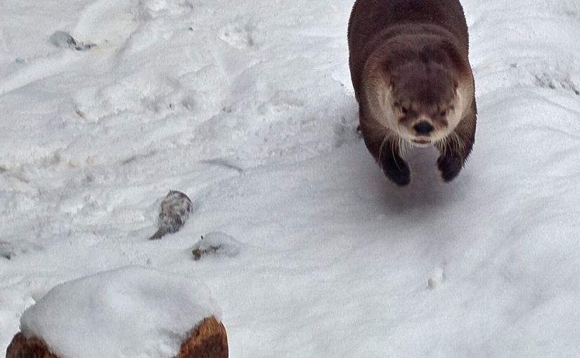 Fun in the&nbsp;Snow
